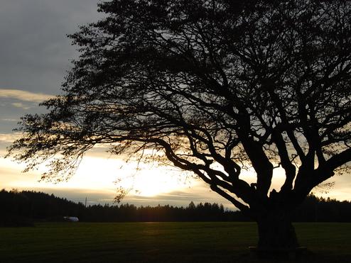 Silhouette eines großen Baumes vor einem Sonnenuntergang, umgeben von Wiese und Wald im Hintergrund.